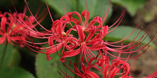 Lis araignée rouge (Lycoris radiata), l'amaryllis du Japon