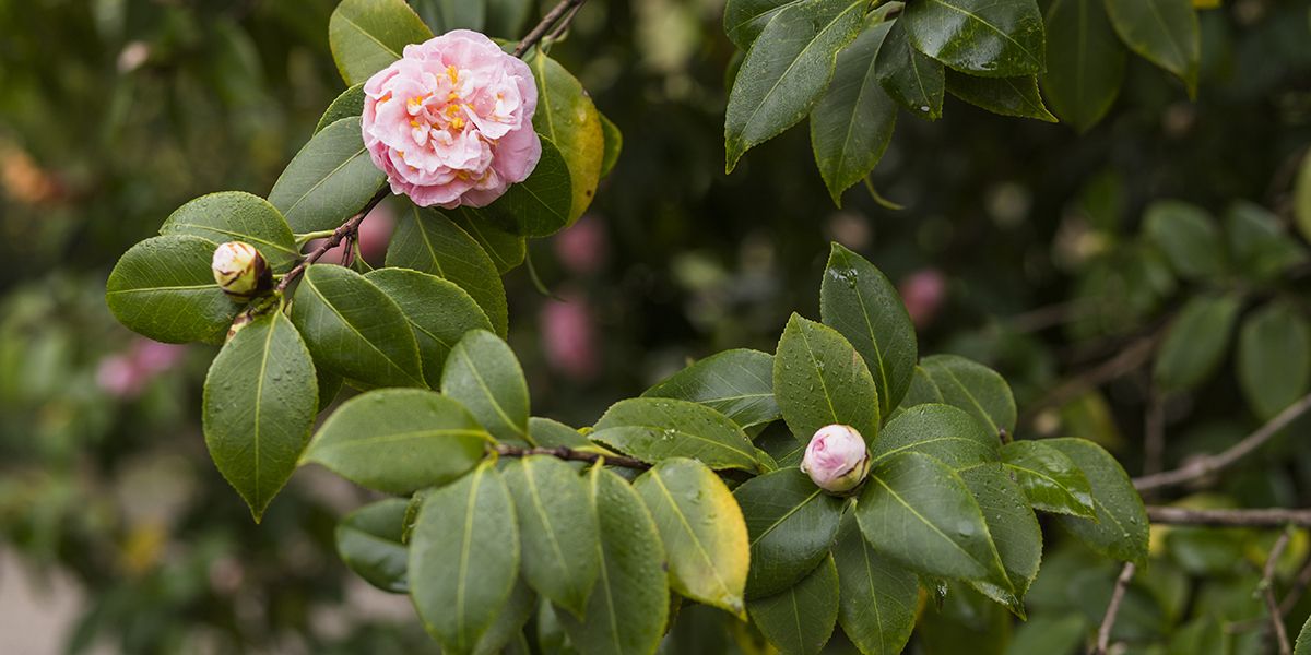 Les secrets d'un camélia épanoui : 6 erreurs à éviter pour des fleurs resplendissantes
