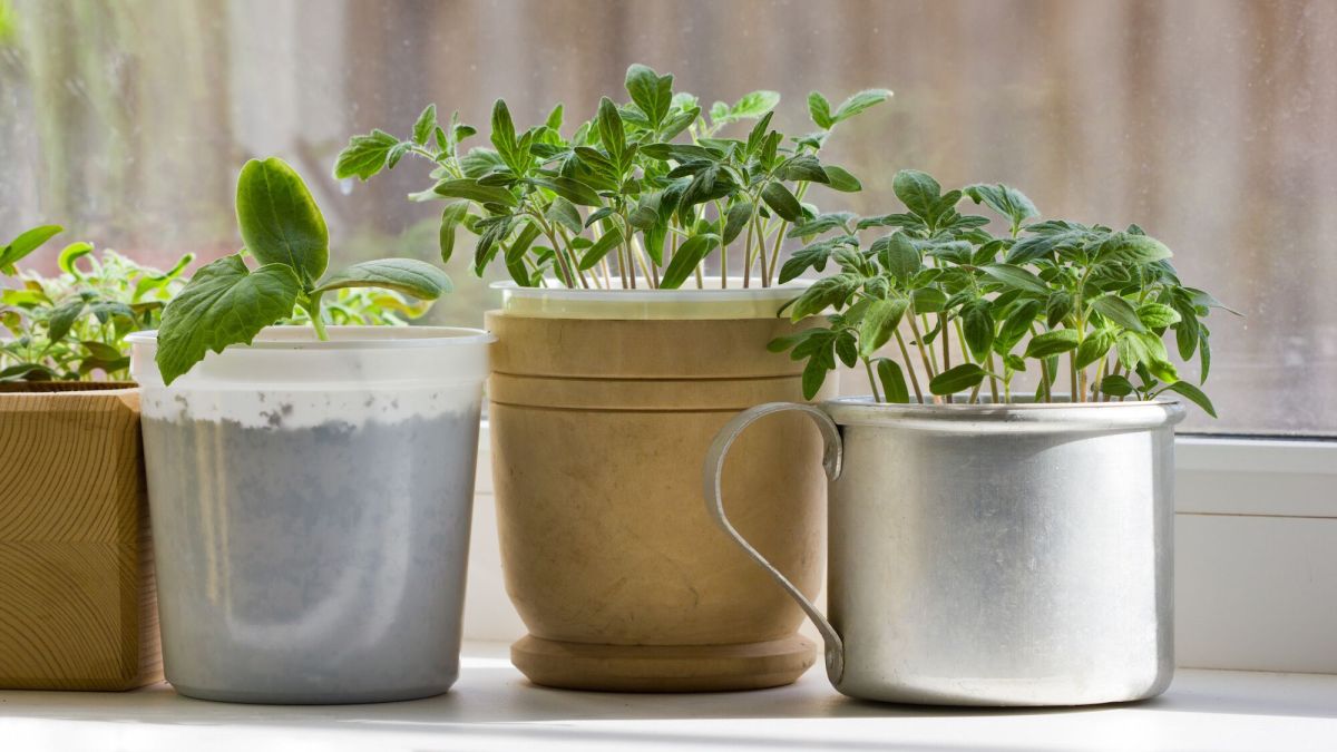 Créer un potager d'intérieur : vos astuces pour cultiver facilement chez vous