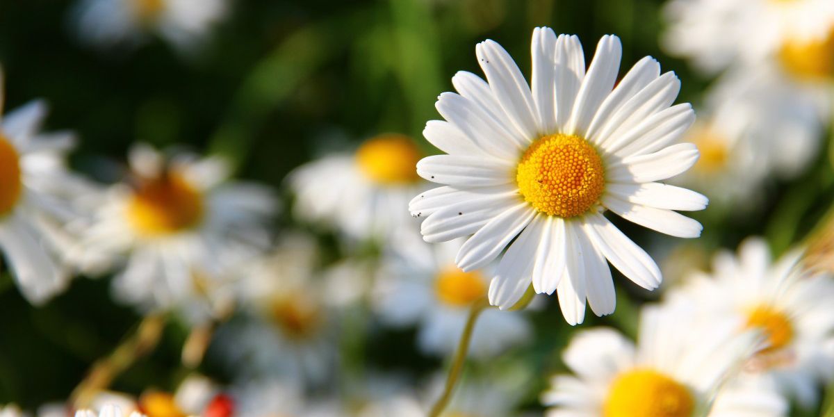 Marguerite commune ou marguerite des prés (Leucanthemum vulgare, sinon Chrysanthemum leucanthemum)