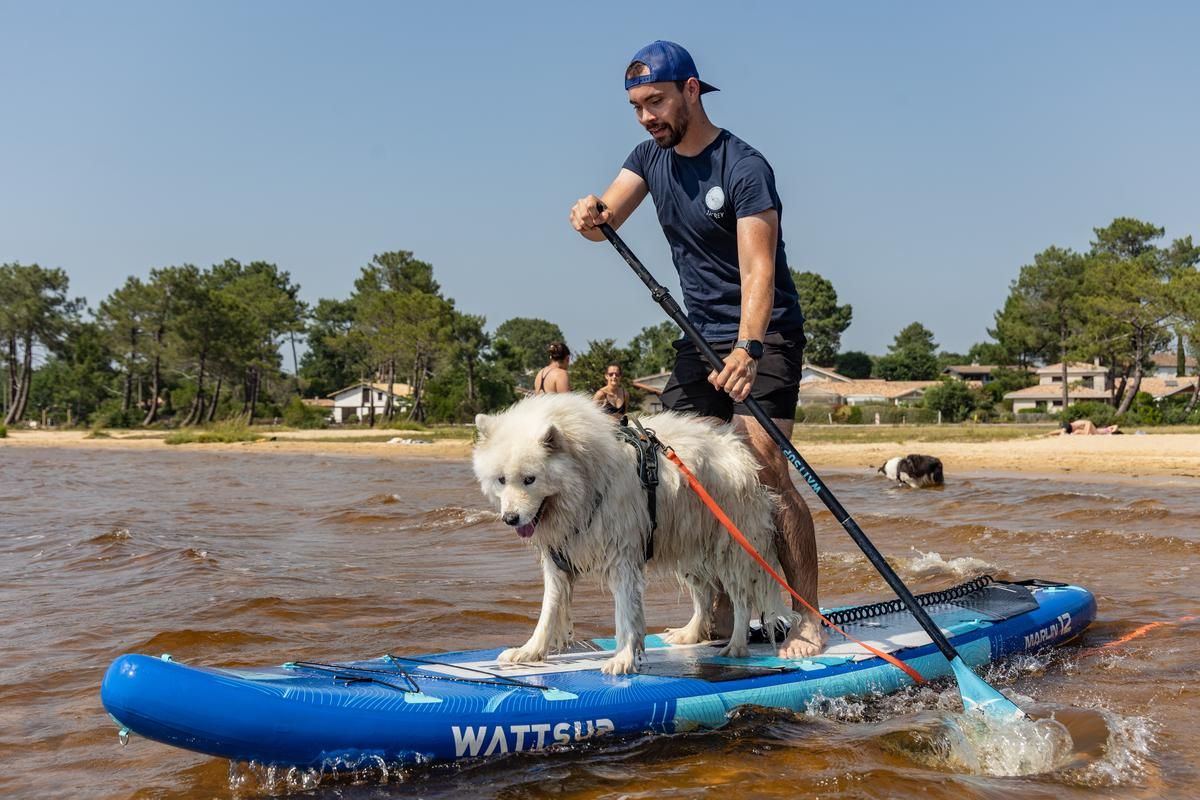 Le cani-paddle, une activité rafraîchissante à partager avec son chien