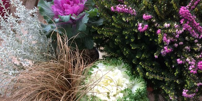 Des potées hivernales pour colorer le jardin