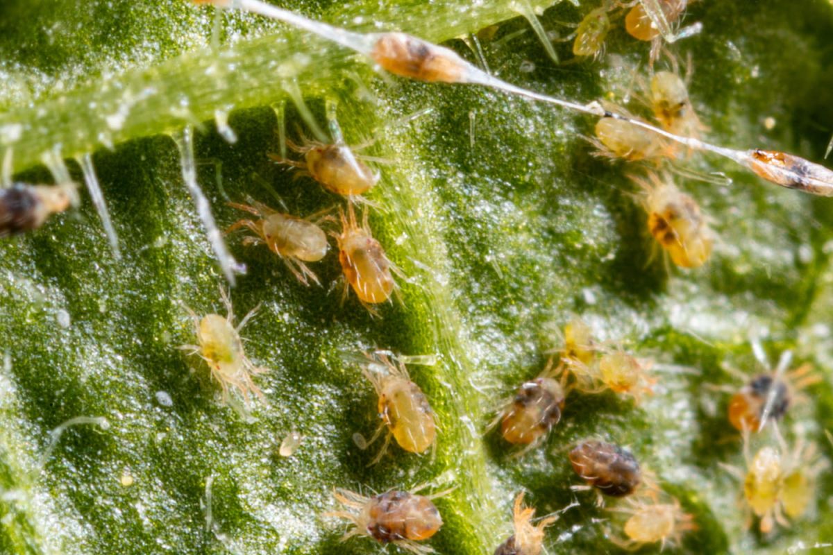 Attention aux chrysanthèmes : une plante prisée qui attire les araignées