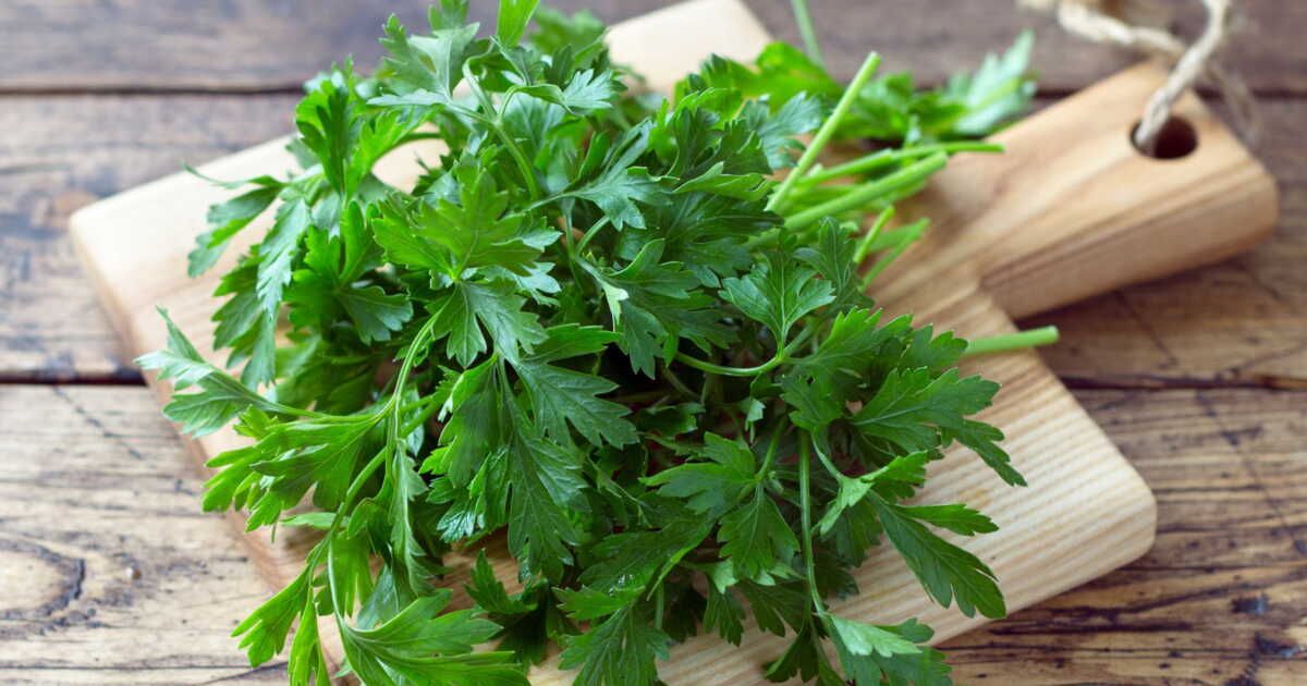 démêler coriandre et persil plat : astuces pour ne plus se tromper