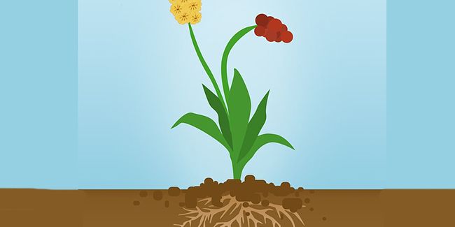 À la découverte des mécanismes fascinants des plantes