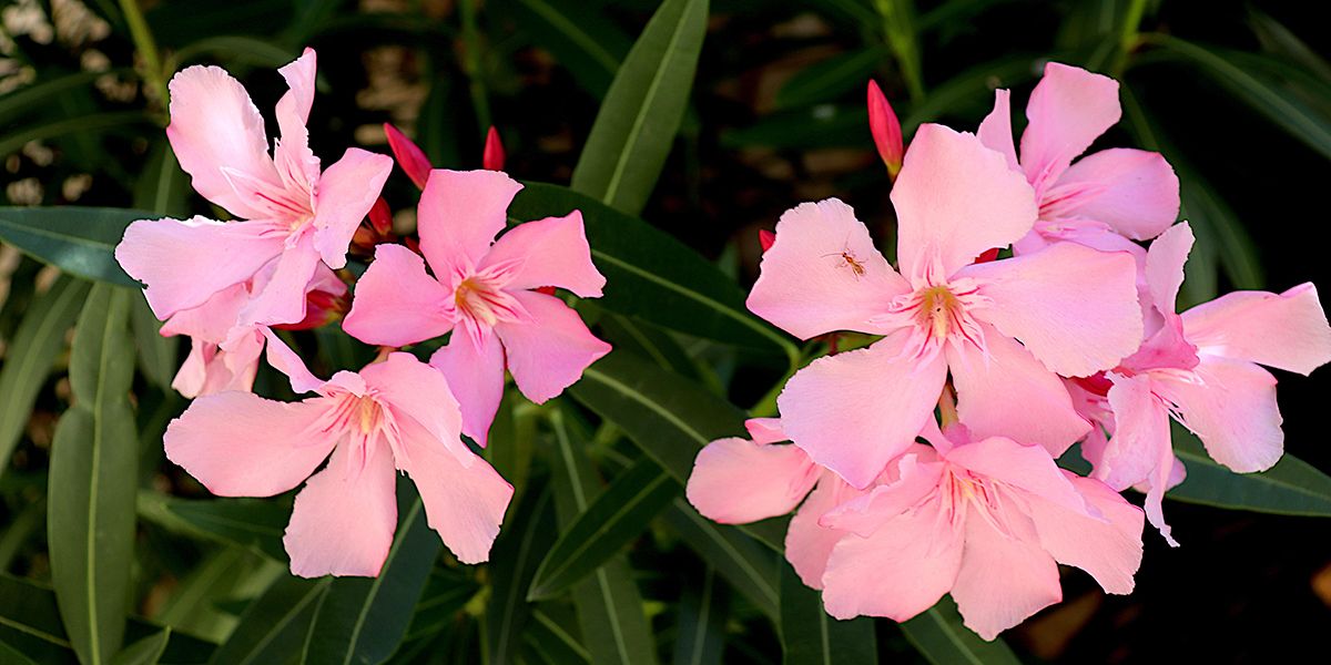 Fertilisation optimale du laurier-rose pour une floraison éclatante